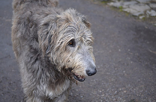 До сих пор боится: в Екатеринославке бездомная собака напала на девочку