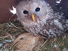 Студента из Коми наградили за спасение раненой краснокнижной совы