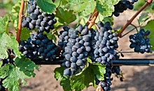 Регулярное употребление винограда улучшает здоровье кишечника