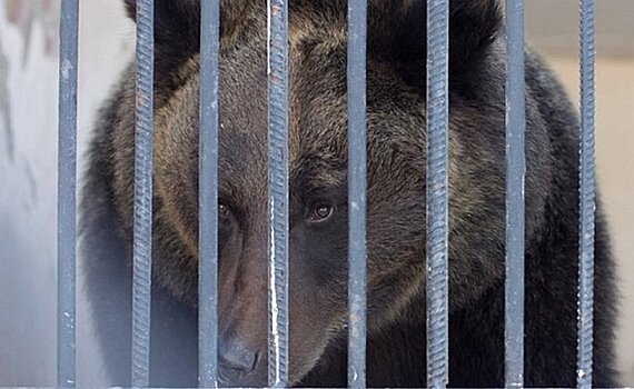 В Казанском зооботсаду проснулся медведь Фома