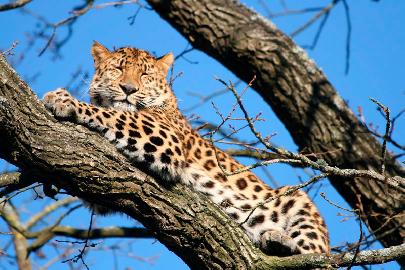 В Приморье заметили дикого леопарда в 50 км от основных мест обитания