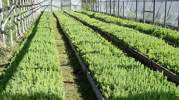 Около 3,5 млн сеянцев смогут выращивать в Вологодском селекцентре