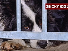 Ветеринар Кудашкина объяснила, чем опасен принятый Госдумой закон о домашних животных