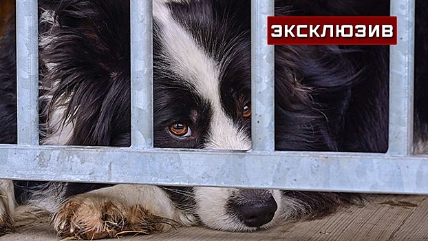 Ветеринар Кудашкина объяснила, чем опасен принятый Госдумой закон о домашних животных
