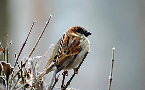 Покормите птиц зимой!