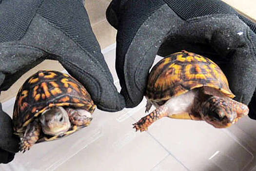 NBC: в США сотрудники почты нашли 40 живых черепах в посылке из Гонконга