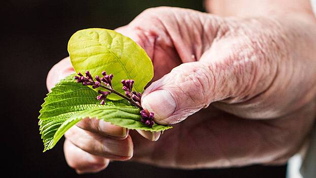 Ученые оценили влияние противовоспалительной диеты