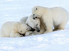 Российские ученые нашли следы медведицы с тремя детенышами в Арктике