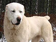 Российского полицейского хотят отправить в тюрьму за то, что он застрелил агрессивного пса