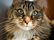 Пермяк решил продать усы своего кота