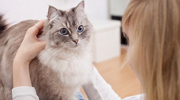 Причиной тяжелого ПМС может быть домашняя кошка