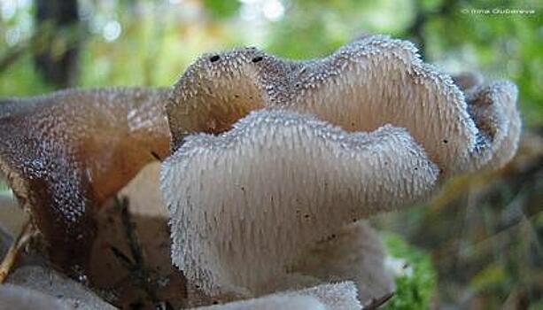 На Куршской косе выросли грибы-ёжики