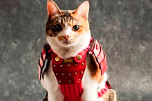 В Японии создали одежду для животных в виде самурайских доспехов