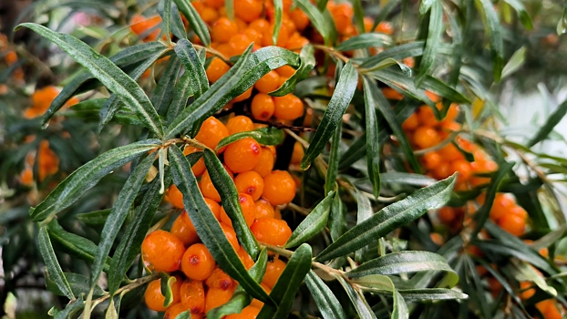 Полезные свойства облепихи для здоровья