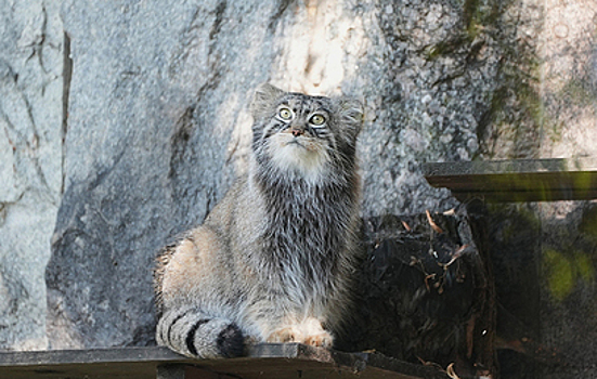 Манул Тимофей из Московского зоопарка начал зажировку