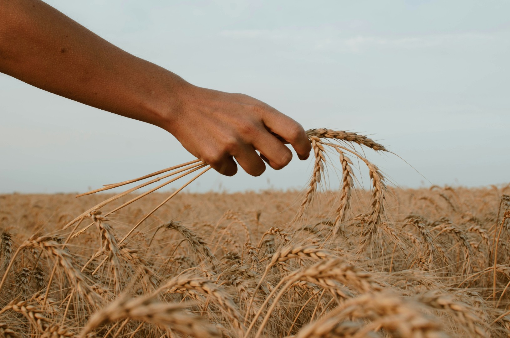 «Дамате» отвела 600 га земель под пшеницу твердых сортов в качестве эксперимента