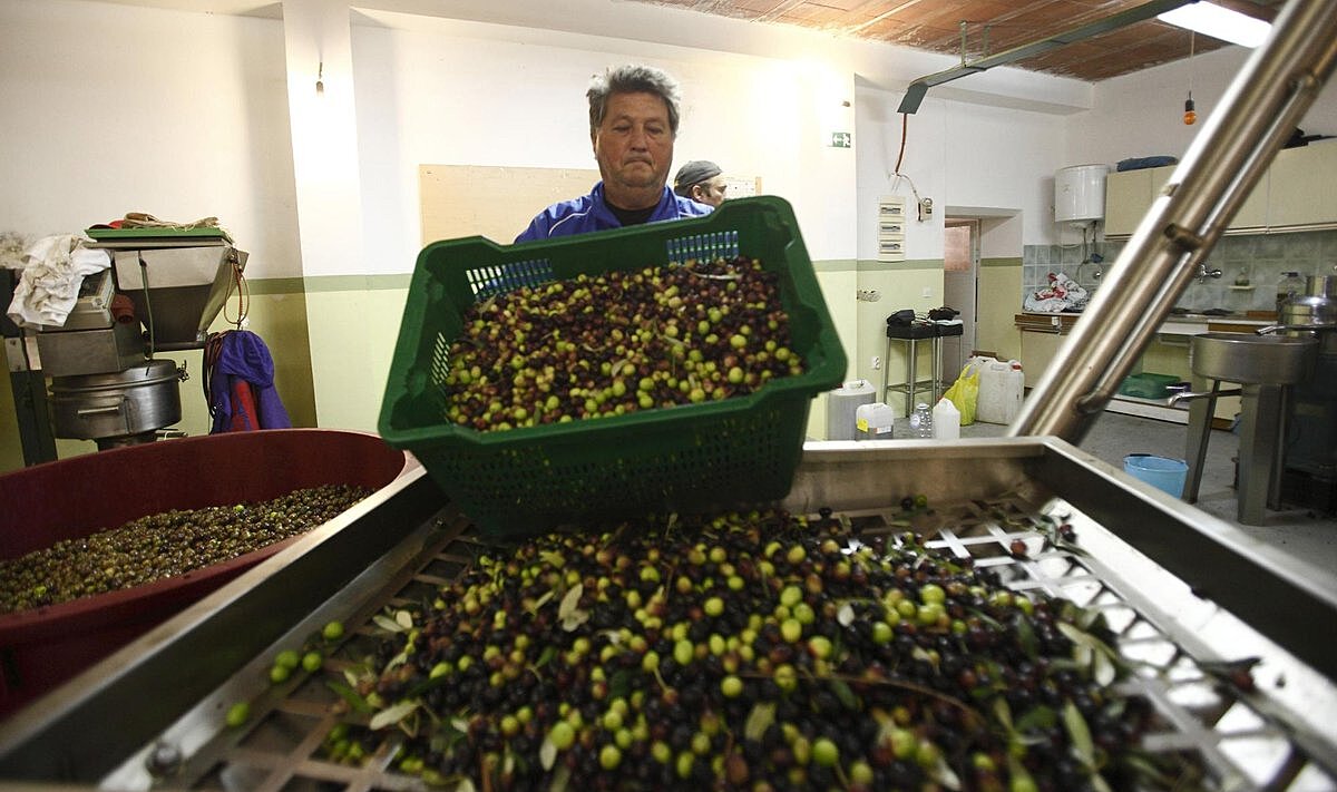 Урожай испанских оливок оказался под угрозой