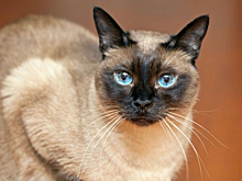 Растерзанный Денек. Чем закончился конфликт в благовещенском шоу‐театре