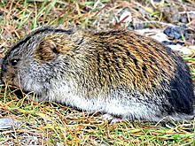 Новый подвид лемминга открыли на Новой Земле