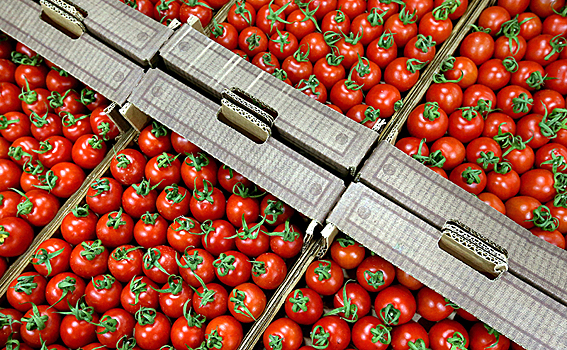 Турецкие помидоры запретили, чтобы продавать по нашим ценам