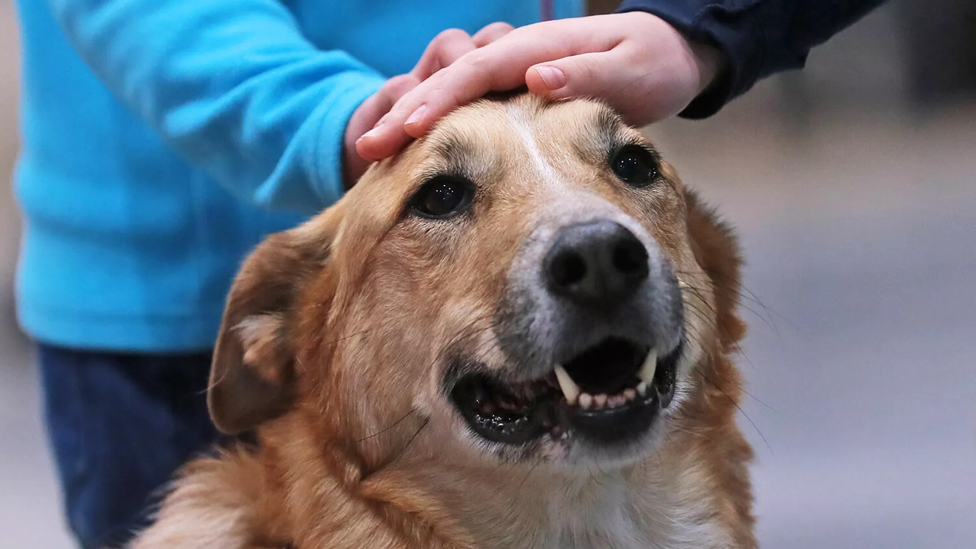 В РКФ назвали породы собак, которые не стоит держать в квартире