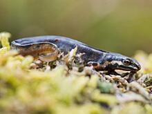 Саламандры помогут людям восстанавливать сломанный позвоночник