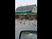 Лоси снова пришли гулять по улицам Костромы