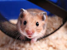 Ученые выяснили, какие домашние питомцы снижают стресс у детей