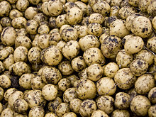 Власти рассказали, сколько белорусу нужно молока, зерна и картошки