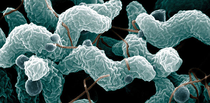 Ученые рассказали, какие бактерии попадают в организм через пищу