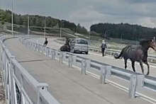 Лошадь врезалась в автомобиль на дороге в Кисловодске