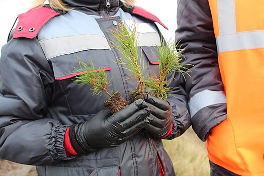 В Курской области восстановили 16 гектаров леса