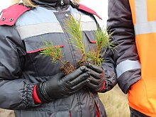 В Курской области восстановили 16 гектаров леса