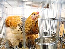 Во Франции призвали ограничить поставки украинской курятины