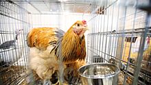 Во Франции призвали ограничить поставки украинской курятины