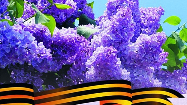 Вологжане высадят аллею сирени в память о Великой Победе