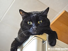 Упитанных котов могут разрешить перевозить в салонах самолетов
