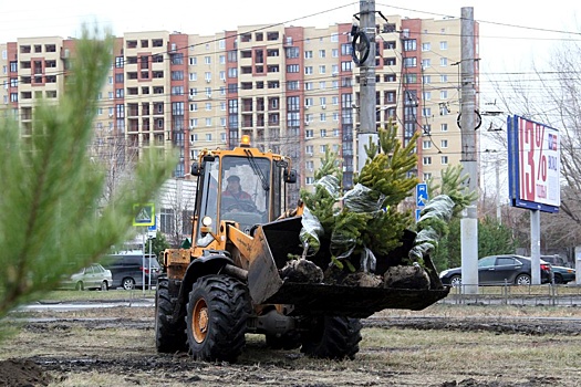 В Омске высадят более тридцати тысяч деревьев и кустарников