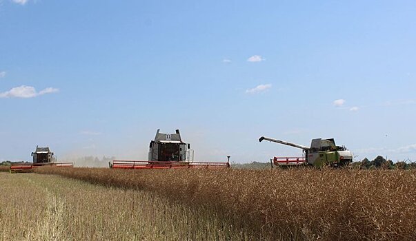 Сушка зерна в этом году в Брянской области - одна из самых важных операций