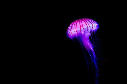 Мягкий робот-медуза будет внедрён в тело человека