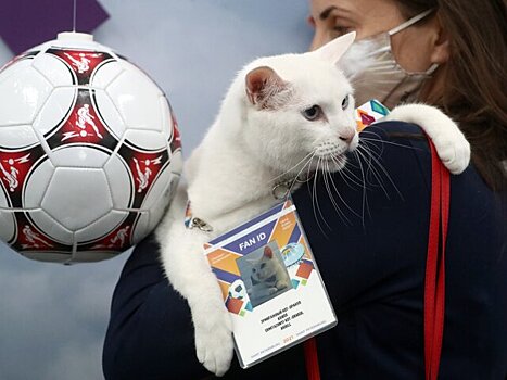 Эрмитажный кот Ахилл предсказал победу России над Финляндией на Евро-2020