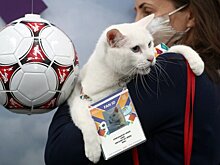 Эрмитажный кот Ахилл предсказал победу России над Финляндией на Евро-2020