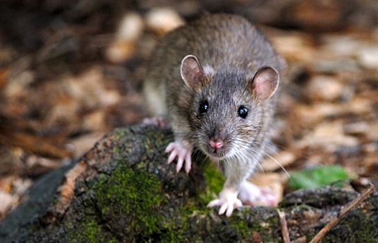 Адвокат Кацко рассказал "РГ", что делать, если крысы повредили автомобиль