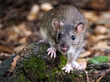 Адвокат Кацко рассказал "РГ", что делать, если крысы повредили автомобиль