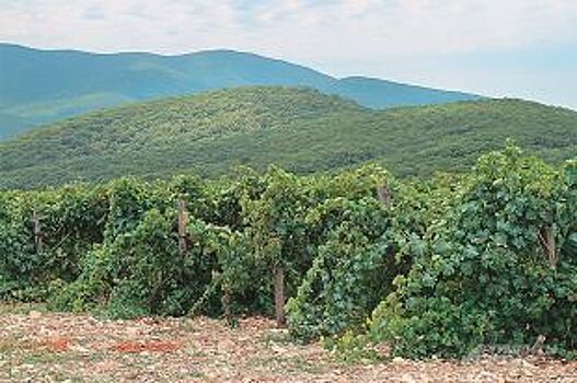 Град повредил 1600 гектаров виноградников в Темрюкском районе