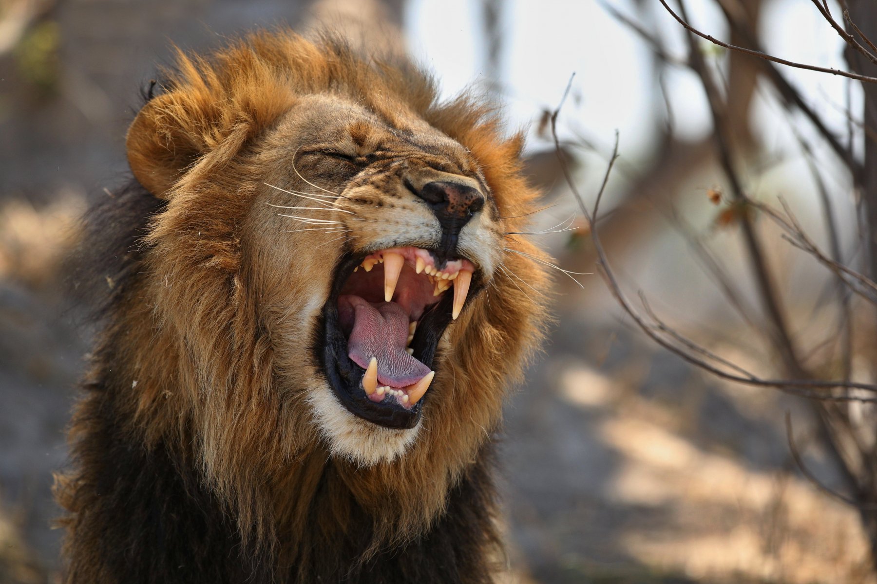 В Саратове лев напал на 14-летнего подростка