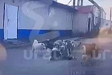 Набросившуюся на женщину стаю собак в российском регионе сняли на видео