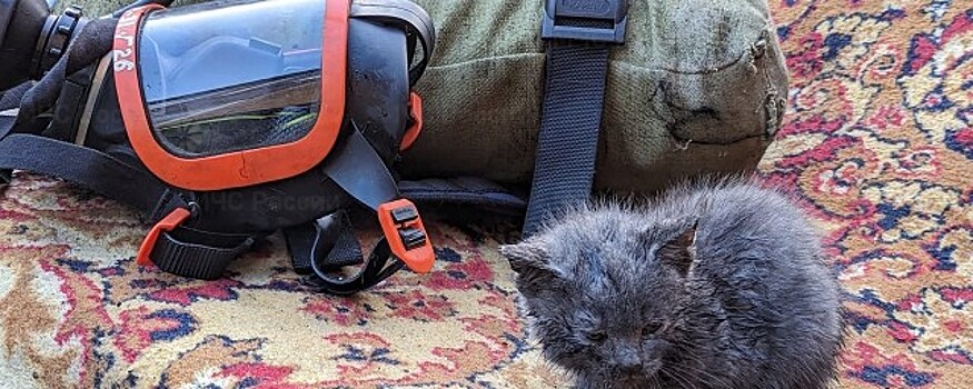 В Щекино спасатели не дали погибнуть троим котятам в горящей квартире