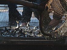 Больше 300 тысяч мальков выпустили в реки Оренбуржья