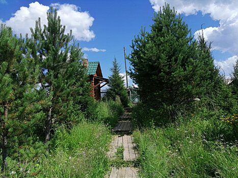 Жителям Красноярского края рассказали о пользе мятного чая